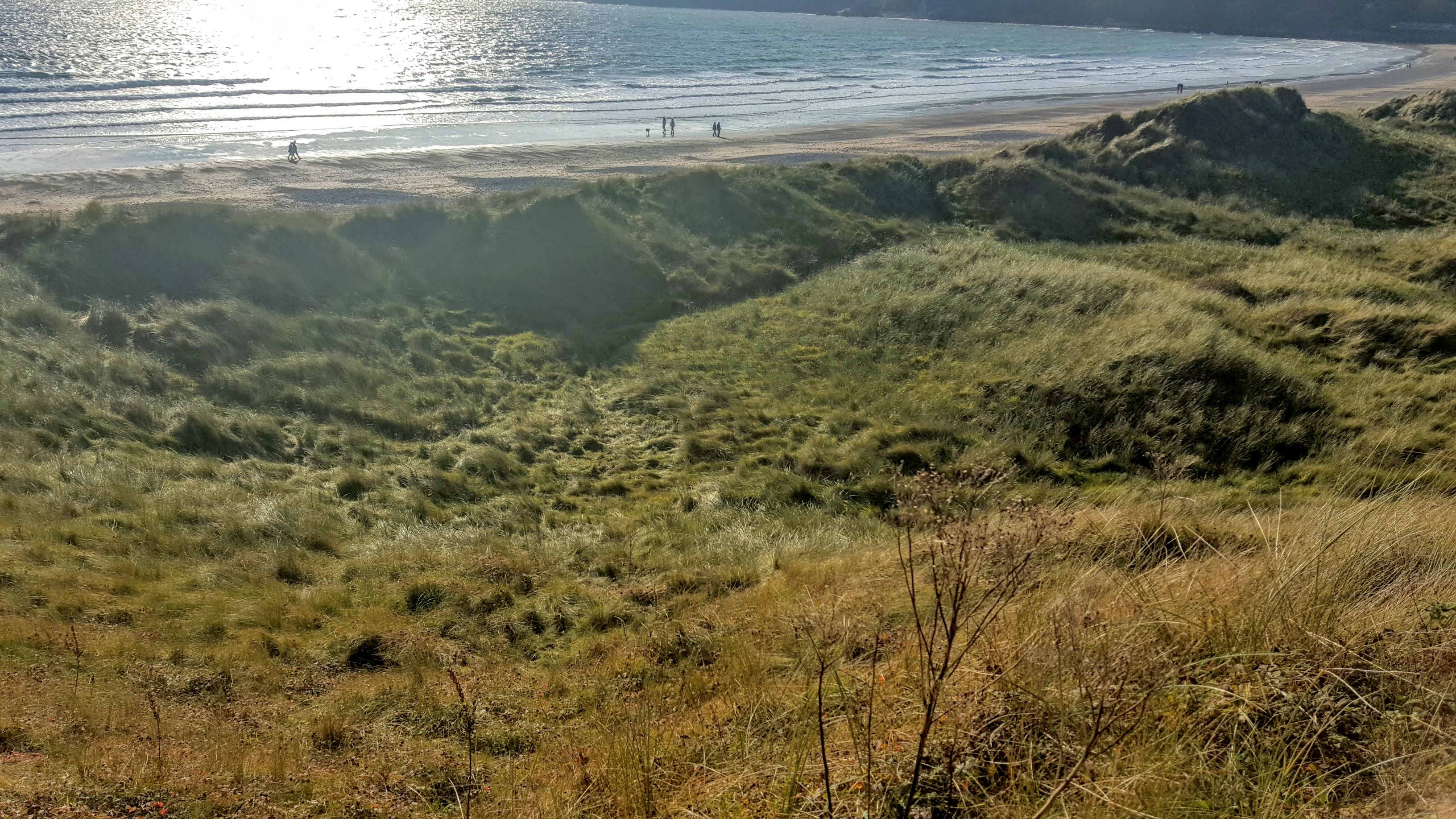 Marram grass holding coastal dunes above a shoreline