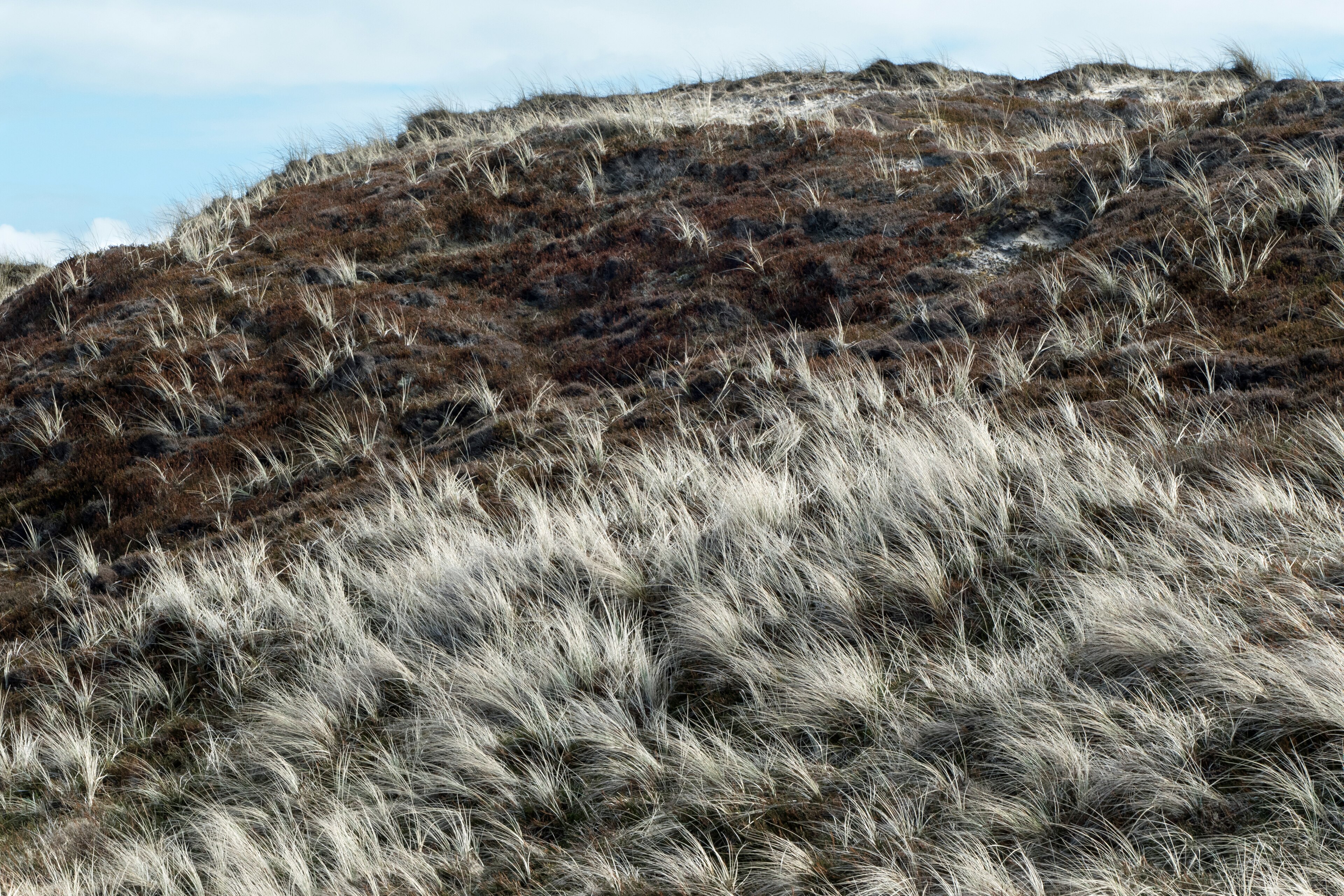 Marram grass holding the Lake Michigan dunes